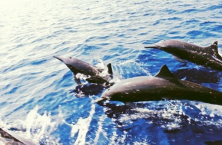  Observation des dauphins 
